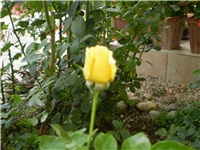 2626d2fc-Picture 551.jpg